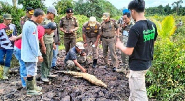 Masyarakat berdatangan mengecek buaya 2 meter ini, ternyata sudah mati. Foto: Ist